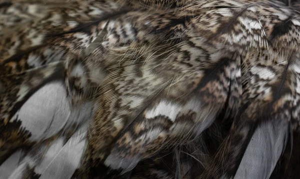 White White Feathers Owl — 图库照片