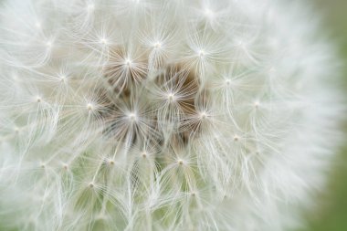 Görünür desenli beyaz karahindiba tohumları, makro fotoğraf