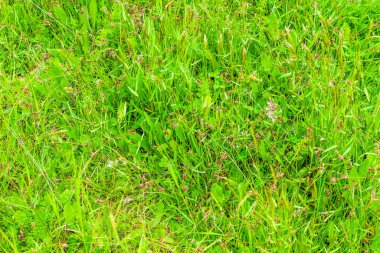 yeşil çimen yaprakları görünür desenli