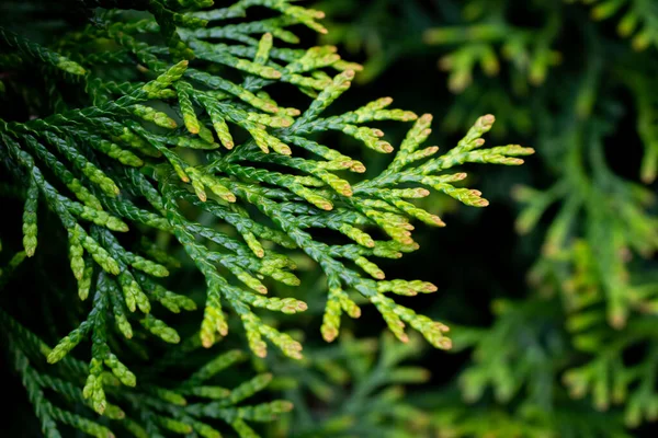 Zelené Větvičky Thuja Smaragdu Viditelnou Texturou — Stock fotografie