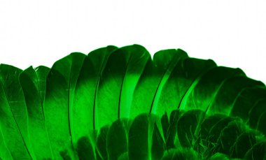 Yeşil tüylü güvercin makro fotoğrafı. doku veya arkaplan