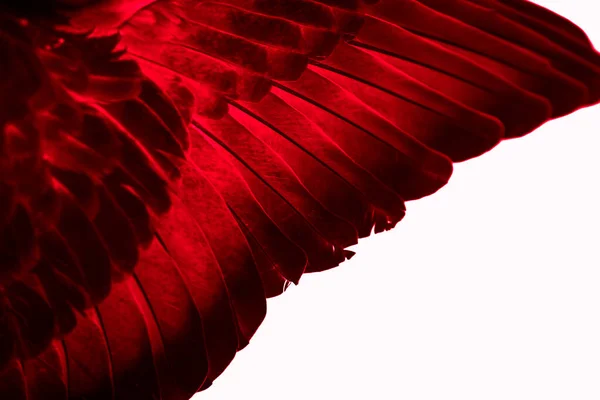 Foto Macro Pombo Pena Vermelha Textura Fundo — Fotografia de Stock