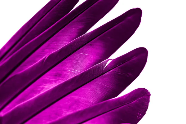 Violet Feather Pigeon Makro Fotka Textura Nebo Pozadí — Stock fotografie