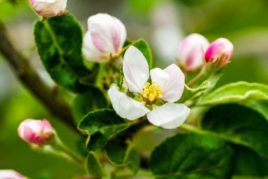 Mavi gökyüzü arkaplanına karşı görünür detaylara sahip beyaz elma çiçekleri