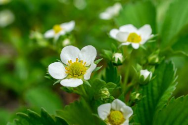 Yeşil arka planda beyaz çilek çiçekleri