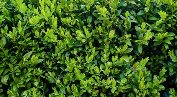 stock image green boxwood twigs with visible details. background or texture