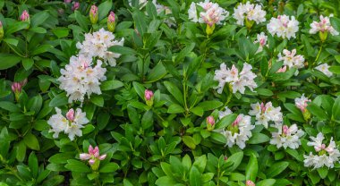 Yeşil yapraklı açık pembe Rhododendron Kafkasyumu