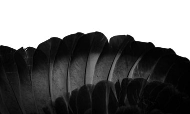 siyah tüylü güvercin makro fotoğrafı. doku veya arkaplan