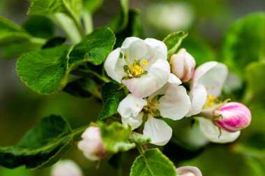 Mavi gökyüzü arkaplanına karşı görünür detaylara sahip beyaz elma çiçekleri