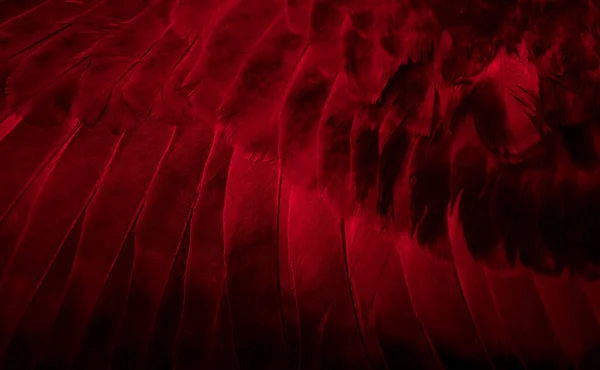 Red Feather Pigeon Macro Фото Текстура Фон — стоковое фото