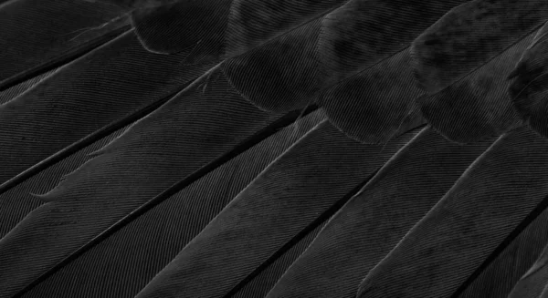 Schwarz Feder Taube Makrofoto Textur Oder Hintergrund — Stockfoto