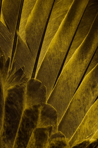 Χρυσό Φτερό Περιστέρι Μακροεντολή Φωτογραφία Υφή Φόντο — Φωτογραφία Αρχείου
