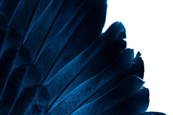 Blue Feather Pigeon Macro Photo Texture Background — Stock Photo, Image