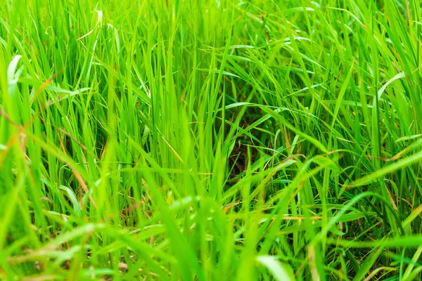 Green Blades Grass Visible Texture — Stock Photo, Image
