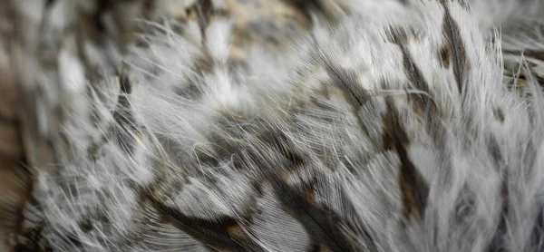 Białe Białe Pióra Sowy — Zdjęcie stockowe