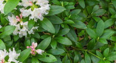 Yeşil yapraklı açık pembe Rhododendron Kafkasyumu