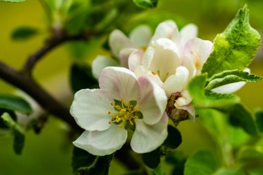 Mavi gökyüzü arkaplanına karşı görünür detaylara sahip beyaz elma çiçekleri