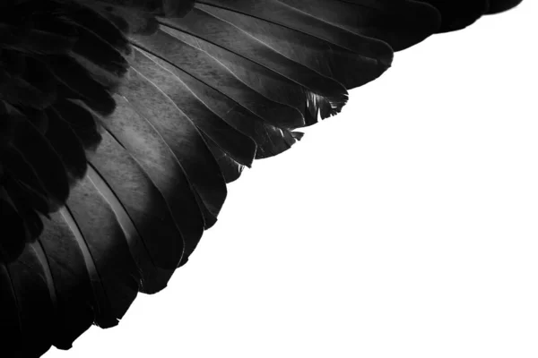 Φωτογραφία Από Μαύρο Φτερό Περιστεριού Υφή Φόντο — Φωτογραφία Αρχείου