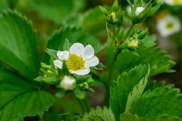 stock image white strawberry flowers on a green background