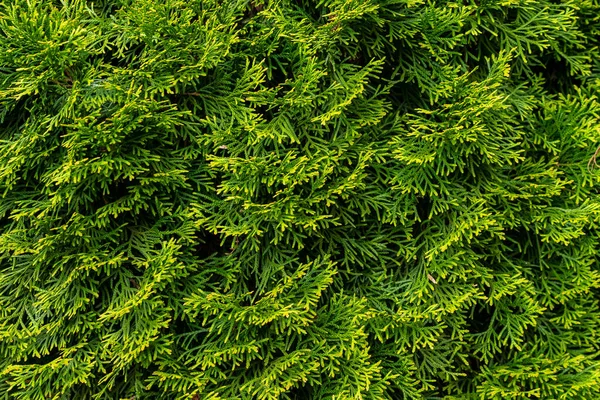 緑色のトゥヤエメラルドの小枝と目に見える質感 — ストック写真
