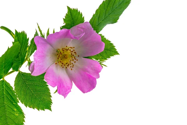 Fiori Rosa Selvatica Sfondo Bianco Isolato — Foto Stock