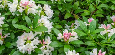 Yeşil yapraklı açık pembe Rhododendron Kafkasyumu