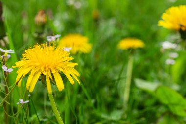 karahindiba yeşil çim zemin
