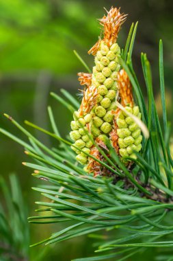 yeşil siyah çam topuzları görünür bir dokusu var.