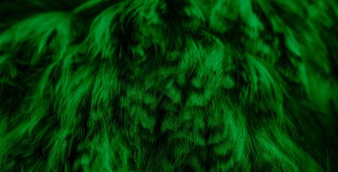 green  feathers of the owl with visible details