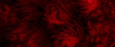 red feathers of the owl with visible details