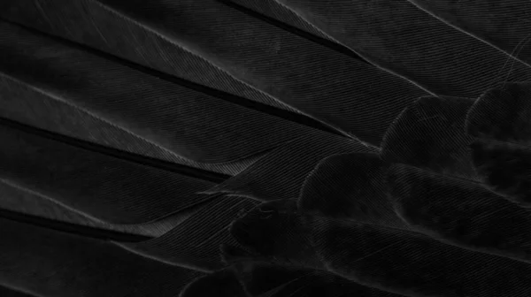 Black Feather Pigeon Macro Photo Texture Background — Stock Fotó