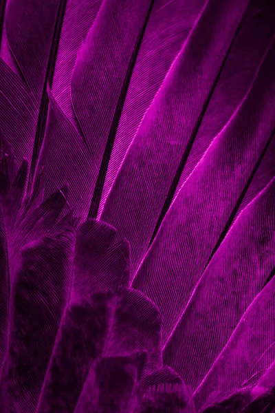 Violette Veren Duif Macro Foto Textuur Achtergrond — Stockfoto