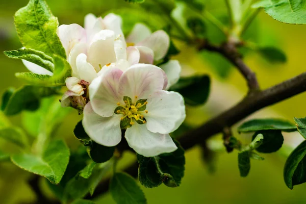 stock image white apple blossoms with visible details against the blue sky background