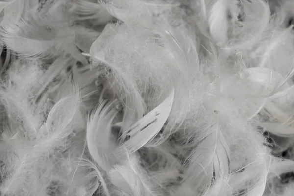 Милые Белые Утиные Перья Фон Текстура — стоковое фото