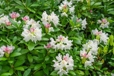 Yeşil yapraklı açık pembe Rhododendron Kafkasyumu