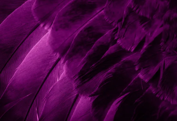 Violet Feather Pigeon Macro Photo Texture Background — Stock Photo, Image