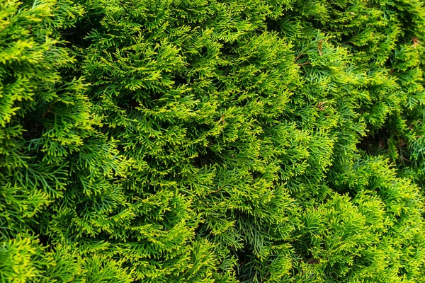 Ramitas Verdes Thuja Esmeralda Con Textura Visible — Foto de Stock