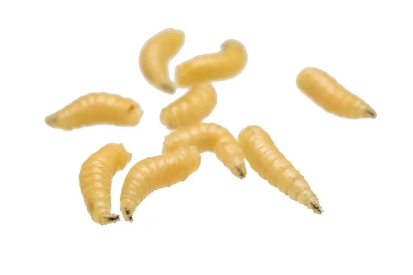 Fly Larvae White Isolated Background — 스톡 사진
