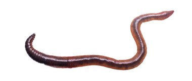 Beyaz izole arkaplanda Lumbricus terrestris