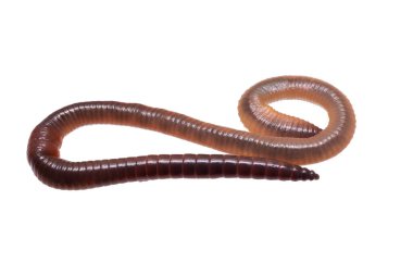 Beyaz izole arkaplanda Lumbricus terrestris