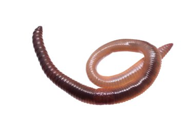 Beyaz izole arkaplanda Lumbricus terrestris