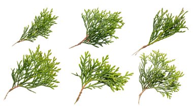 Beyaz izole edilmiş arka planda eşkıya zümrüdü dalları