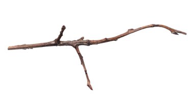 a withered twig on a white isolated background