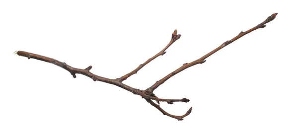 Ein Welker Zweig Auf Weißem Isoliertem Hintergrund — Stockfoto