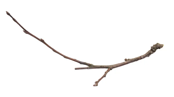 Withered Twig White Isolated Background — Fotografia de Stock