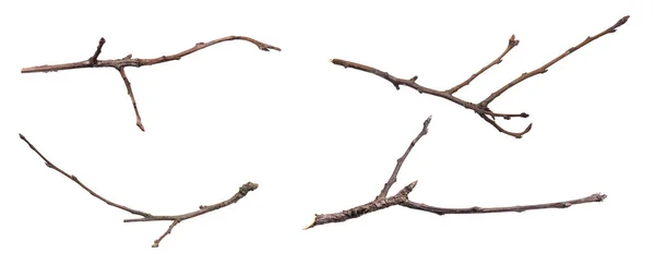 나뭇가지가 — 스톡 사진