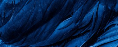Mavi tavuk tüylerinin makro fotoğrafı. arkaplan veya doku