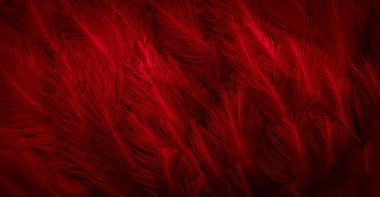 Kırmızı tavuk tüylerinin makro fotoğrafı. arkaplan veya doku