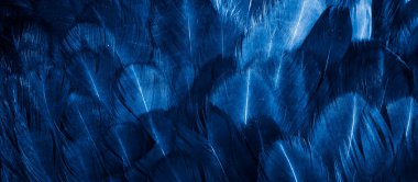 Mavi tavuk tüylerinin makro fotoğrafı. arkaplan veya doku