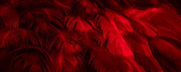 Macro Photo Red Hen Feathers Background Textura — Stock Photo, Image